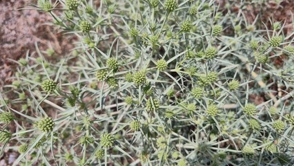 Eryngium campestre, known as field eryngo, or Watling Street thistle, is a species of Eryngium, which is used medicinally	