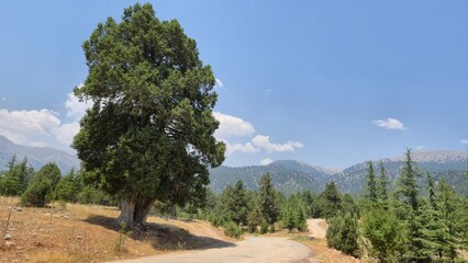 Fototapeta premium Mountain landscape with pine trees and dirt road. Grecian Juniper (Juniperus excelsa) and Cedrus libani (Cedar of Lebanon) trees in the taurus mountains (Turkey). 