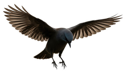 Isolated Crow Flying