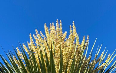 A Dragon tree beautiful white flowers against blue sky in Vilaflor,Tenerife,Canary Islands,Spain.Blooming Dracaena draco.