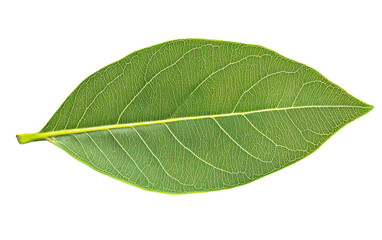 Obraz premium Mango leaf on white background,png