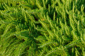 Rosemary texture and background garden herbs