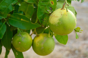Lemon tree with lemon fruits in the garden. Croatia