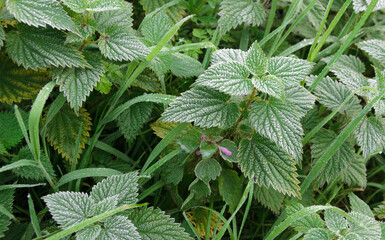 Frost on green leaves