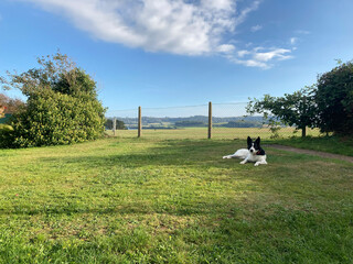 Black and white Border Collie dog lying on green grass looking at camera, with a chain-link fence in the background.