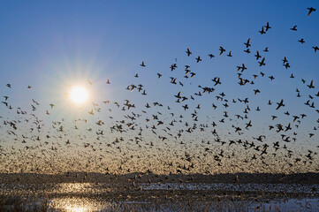 印旛沼のトモエガモ大群の飛翔