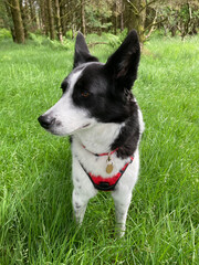Black and white Border Collie dog wearing a red collar, standing on green grass and looking to the left, with a woodland background.