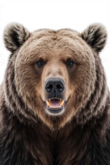 Close-up Brown Bear Portrait: A majestic grizzly bear exudes raw power and untamed spirit. Its piercing gaze and imposing stature are a testament to the beauty and wildness of nature.