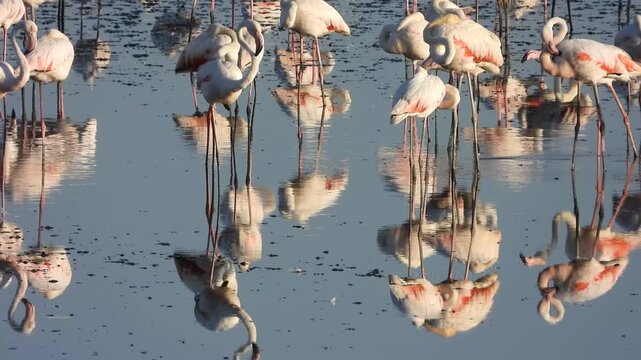 Flamencos en reserva natural de Fuente de Piedra