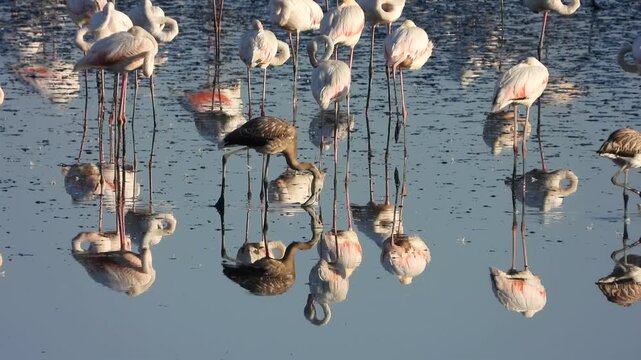 Flamenco joven en laguna de Fuente de Piedra