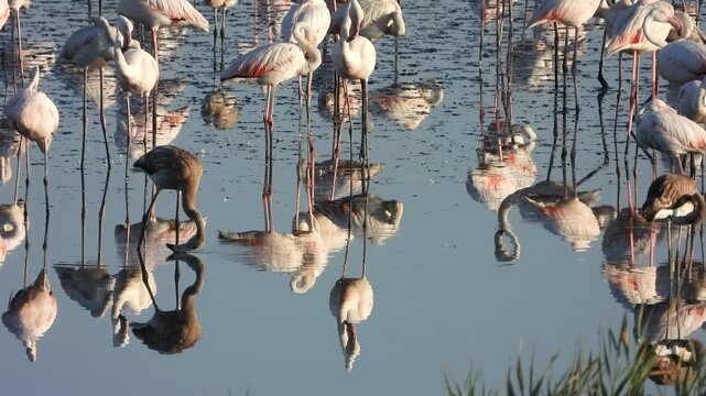 Grupo de flamencos j&oacute;venes y adultos en la Reserva natural de Fuente de Piedra