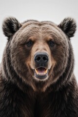 Close-up Grizzly Bear: A close-up shot of a majestic grizzly bear, showcasing its powerful physique and intense gaze. The bear's fur appears rich and textured, illuminated by soft lighting.