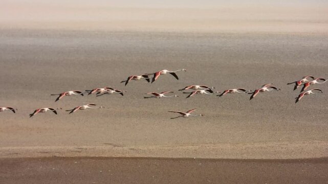 Bandada de flamencos en la Laguna de Fuente de Piedra