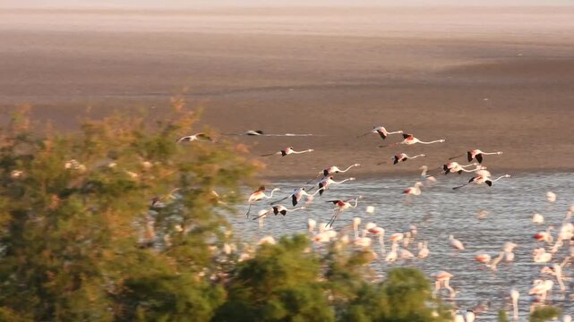 Bandada de flamencos en la Laguna de Fuente de Piedra