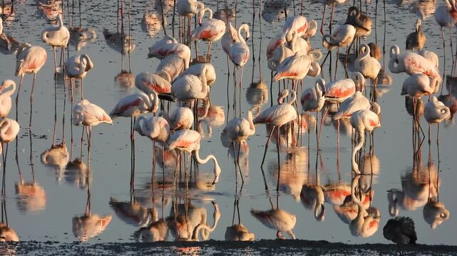 Flamencos en la Laguna de Fuente de Piedra