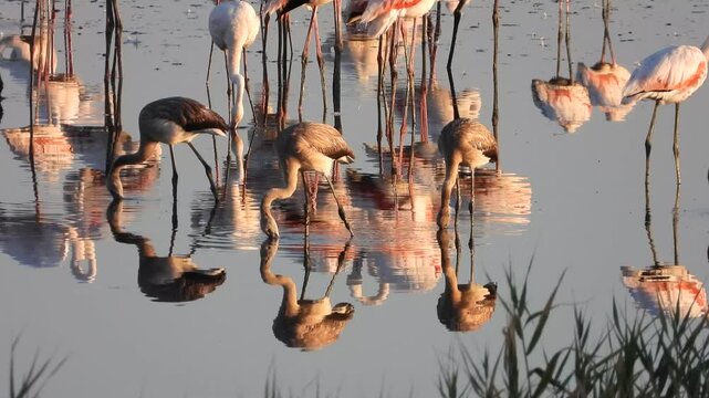 Cr&iacute;as de flamencos en la Laguna de Fuente de Piedra