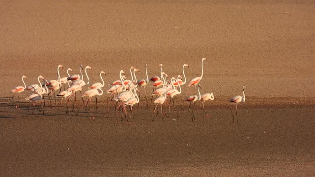 Flamencos en la Laguna de Fuente de Piedra