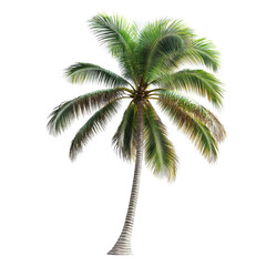 Tall palm tree with lush green fronds leaning slightly in a bright, sunny environment on transparent background