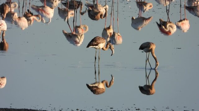 Flamencos joven en la Laguna de Fuente de Piedra