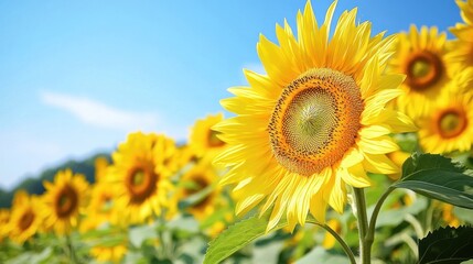 Fototapeta premium Vibrant sunflower field under blue sky