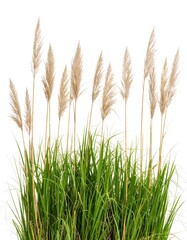 A lush clump of grass with seed heads