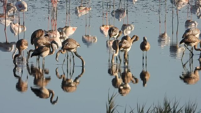 Flamencos en la Laguna de Fuente de Piedra
