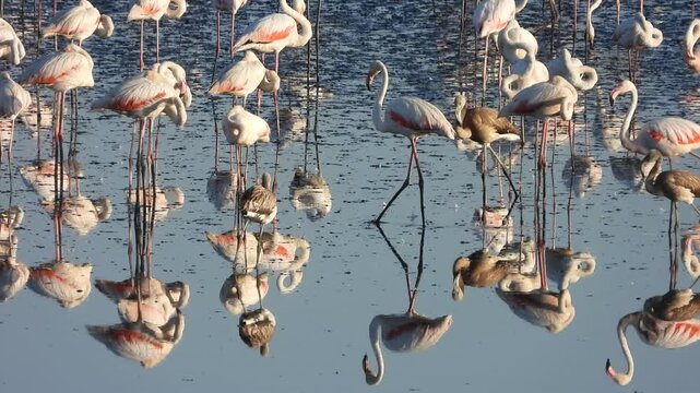Grupo de flamencos adultos y j&oacute;venes en la Laguna de Fuente de Piedra