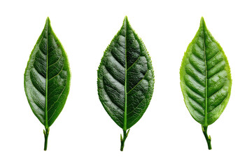 Obraz premium Three vibrant green leaves, close-up, on a black background. Each leaf displays distinct veins and a slightly pointed tip.