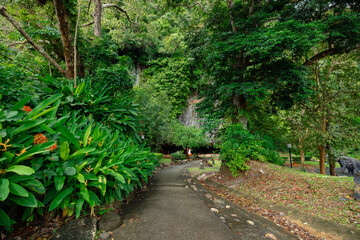Obraz premium Lush greenery and serene pathway in phang nga, thailand forest