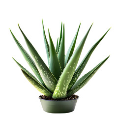 Fototapeta premium Vibrant Green Aloe Plant on Transparent Background