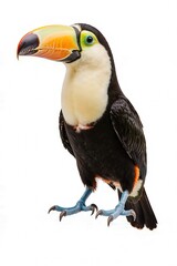 Obraz premium Exotic Beauty: A vibrant toucan, showcasing striking plumage and a large bill, stands in proud, natural form.