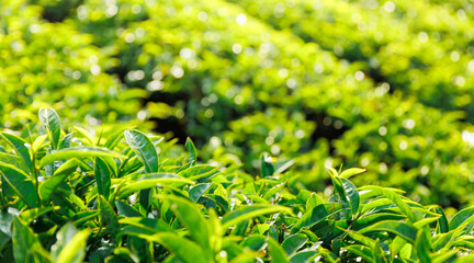 Lush green tea plantation in Da lat, Vietnam in the morning sunlight