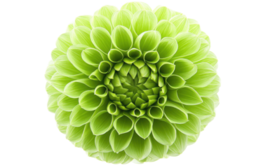 Green dahlia flower on white background,png