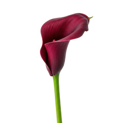 Fototapeta premium Burgundy calla lily isolated on transparent background for graphic design, web design, and presentations use cases.