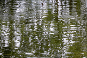 An overhead shot of water with gentle ripples reflecting green foliage and light, creating an abstract