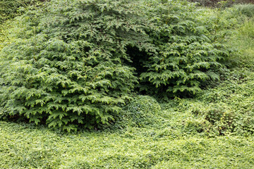  overhead shot of a thick carpet of various small green leaves and plants