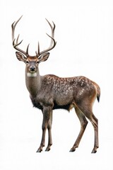 Fototapeta premium Majestic Deer's Steadfast Gaze: A striking, close-up portrait of a regal stag, its imposing antlers and alert eyes exuding power, strength, and wild essence.