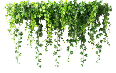 Hanging vine plant succulent on white background,png