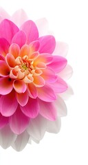 Close-up of a vibrant dahlia. Its layered petals transition from bright pink to soft white, with a warm orange center, all against a clean white backdrop
