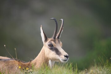 chamois