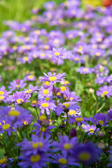 Naklejka premium 보라색 꽃이 가득한 정원