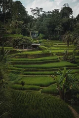 Fotobehang Rijstvelden Tegallalang Rice Terraces in Ubud, Bali  © Guillaume Noble