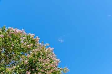 青空に映えるサルスベリのピンクの花とコピースペース