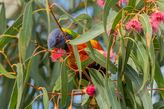 Rainbow lorikeet (Trichoglossus moluccanus) in a gum tree with its beak in a pink eucalyptus flower