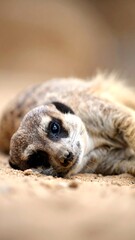 A meerkat resting in the desert sand. Close-up