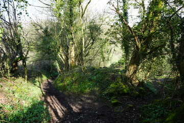 Obraz premium North East Derbyshire, England - March 6 2024: Mossy woodland footpath bathed in morning light with lush spring greens