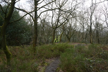 North East Derbyshire, England - March 6 2024: Winter woodland pathway with moss-covered trees and bare branches in a serene natural setting.