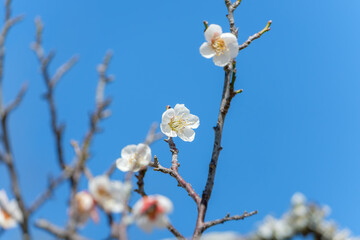 青空に映える白梅の花