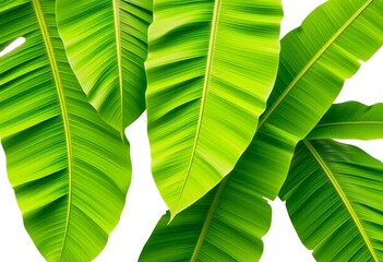 Several large, vibrant green banana leaves, isolated on a pure white background,  exotic, banana leaf