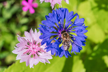A Wonderful Bee is Gently Pollinating Beautifully Colored Flowers in Their Vibrant Colors